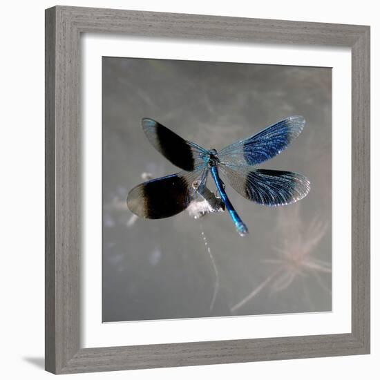 Banded Demoiselle, Spreaded Wings, Mating Behaviour-Harald Kroiss-Framed Photographic Print