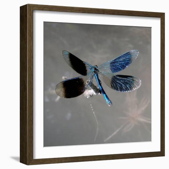 Banded Demoiselle, Spreaded Wings, Mating Behaviour-Harald Kroiss-Framed Photographic Print