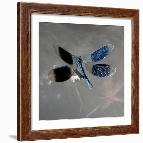 Banded Demoiselle, Spreaded Wings, Mating Behaviour-Harald Kroiss-Framed Photographic Print