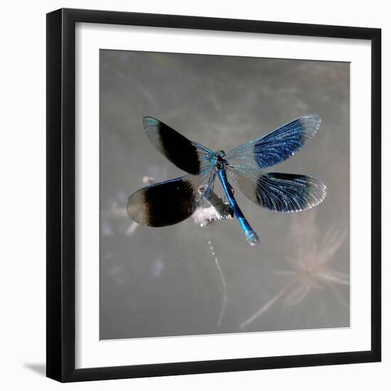 Banded Demoiselle, Spreaded Wings, Mating Behaviour-Harald Kroiss-Framed Photographic Print