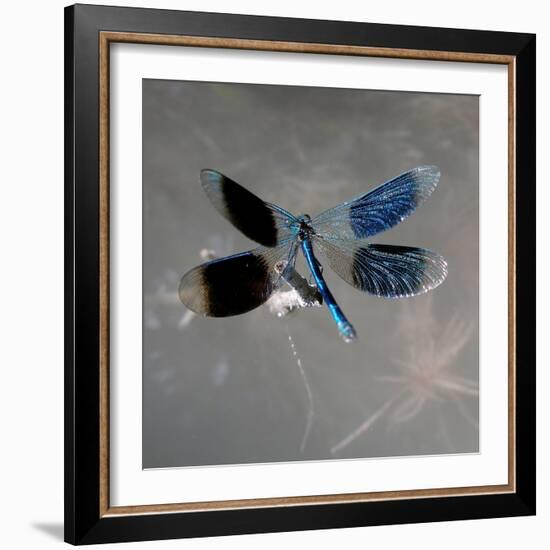 Banded Demoiselle, Spreaded Wings, Mating Behaviour-Harald Kroiss-Framed Photographic Print