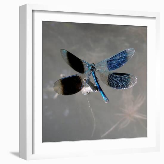 Banded Demoiselle, Spreaded Wings, Mating Behaviour-Harald Kroiss-Framed Photographic Print