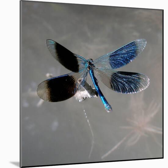 Banded Demoiselle, Spreaded Wings, Mating Behaviour-Harald Kroiss-Mounted Photographic Print