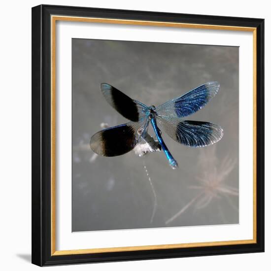 Banded Demoiselle, Spreaded Wings, Mating Behaviour-Harald Kroiss-Framed Photographic Print