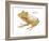 Banded Horned Tree Frog (Hemiphractus Fasciatus), Amphibians-Encyclopaedia Britannica-Framed Art Print