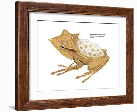 Banded Horned Tree Frog (Hemiphractus Fasciatus), Amphibians-Encyclopaedia Britannica-Framed Art Print