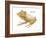 Banded Horned Tree Frog (Hemiphractus Fasciatus), Amphibians-Encyclopaedia Britannica-Framed Art Print