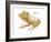 Banded Horned Tree Frog (Hemiphractus Fasciatus), Amphibians-Encyclopaedia Britannica-Framed Art Print