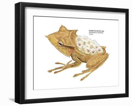 Banded Horned Tree Frog (Hemiphractus Fasciatus), Amphibians-Encyclopaedia Britannica-Framed Art Print