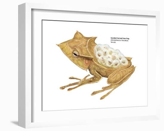 Banded Horned Tree Frog (Hemiphractus Fasciatus), Amphibians-Encyclopaedia Britannica-Framed Art Print