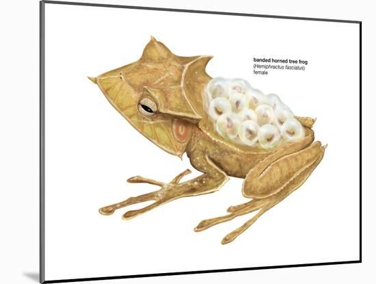 Banded Horned Tree Frog (Hemiphractus Fasciatus), Amphibians-Encyclopaedia Britannica-Mounted Art Print