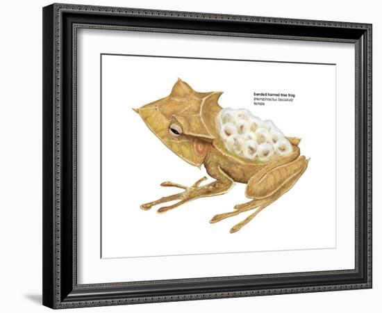 Banded Horned Tree Frog (Hemiphractus Fasciatus), Amphibians-Encyclopaedia Britannica-Framed Art Print