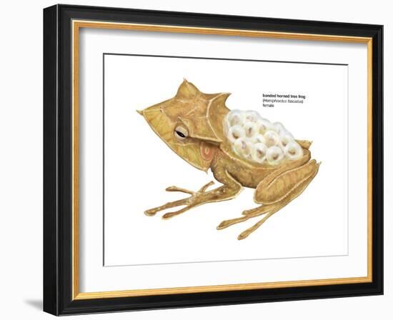 Banded Horned Tree Frog (Hemiphractus Fasciatus), Amphibians-Encyclopaedia Britannica-Framed Art Print