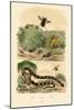 Banded Krait, 1833-39-null-Mounted Giclee Print