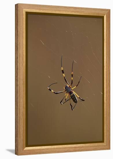 Banded-Legged Golden Orb Spider (Nephila Senegalensis), Kruger National Park, South Africa, Africa-James Hager-Framed Premier Image Canvas