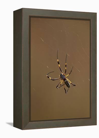 Banded-Legged Golden Orb Spider (Nephila Senegalensis), Kruger National Park, South Africa, Africa-James Hager-Framed Premier Image Canvas