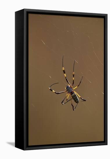 Banded-Legged Golden Orb Spider (Nephila Senegalensis), Kruger National Park, South Africa, Africa-James Hager-Framed Premier Image Canvas