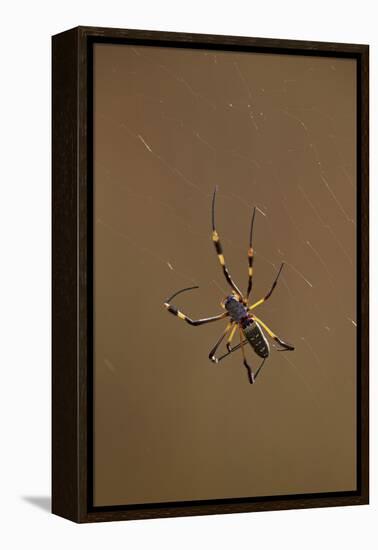 Banded-Legged Golden Orb Spider (Nephila Senegalensis), Kruger National Park, South Africa, Africa-James Hager-Framed Premier Image Canvas