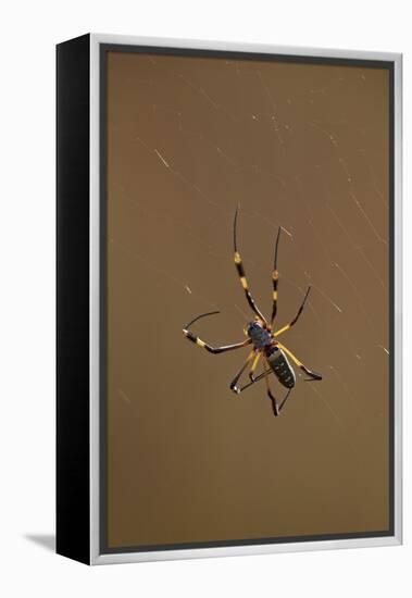 Banded-Legged Golden Orb Spider (Nephila Senegalensis), Kruger National Park, South Africa, Africa-James Hager-Framed Premier Image Canvas