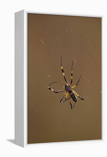 Banded-Legged Golden Orb Spider (Nephila Senegalensis), Kruger National Park, South Africa, Africa-James Hager-Framed Premier Image Canvas