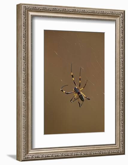 Banded-Legged Golden Orb Spider (Nephila Senegalensis), Kruger National Park, South Africa, Africa-James Hager-Framed Photographic Print