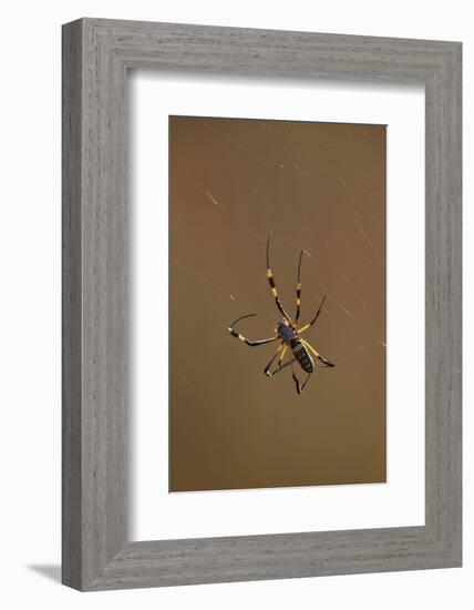 Banded-Legged Golden Orb Spider (Nephila Senegalensis), Kruger National Park, South Africa, Africa-James Hager-Framed Photographic Print