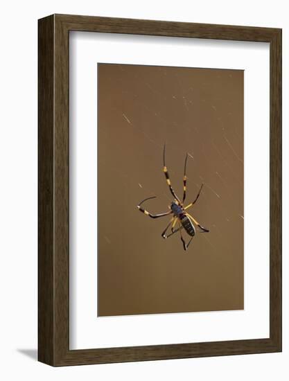 Banded-Legged Golden Orb Spider (Nephila Senegalensis), Kruger National Park, South Africa, Africa-James Hager-Framed Photographic Print