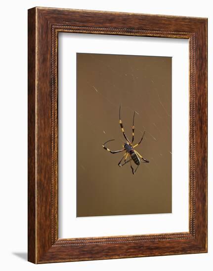 Banded-Legged Golden Orb Spider (Nephila Senegalensis), Kruger National Park, South Africa, Africa-James Hager-Framed Photographic Print