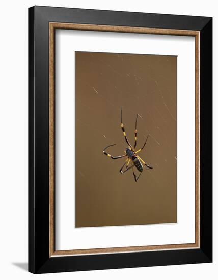 Banded-Legged Golden Orb Spider (Nephila Senegalensis), Kruger National Park, South Africa, Africa-James Hager-Framed Photographic Print