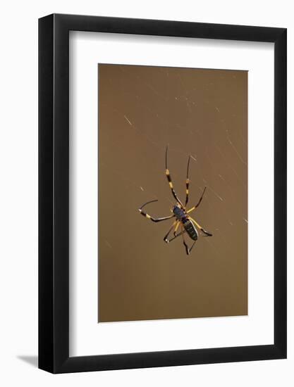 Banded-Legged Golden Orb Spider (Nephila Senegalensis), Kruger National Park, South Africa, Africa-James Hager-Framed Photographic Print