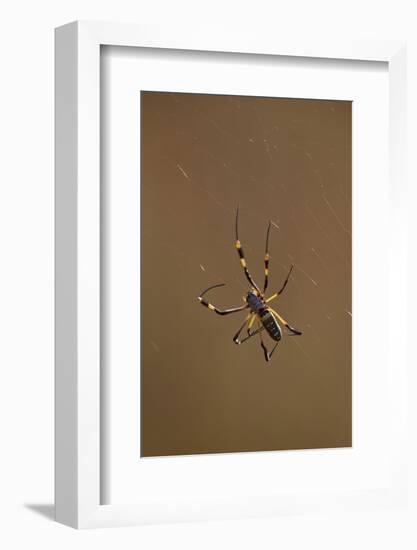 Banded-Legged Golden Orb Spider (Nephila Senegalensis), Kruger National Park, South Africa, Africa-James Hager-Framed Photographic Print