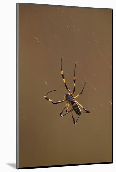Banded-Legged Golden Orb Spider (Nephila Senegalensis), Kruger National Park, South Africa, Africa-James Hager-Mounted Photographic Print
