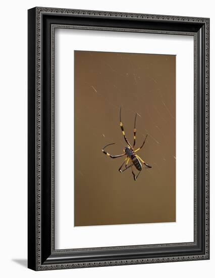 Banded-Legged Golden Orb Spider (Nephila Senegalensis), Kruger National Park, South Africa, Africa-James Hager-Framed Photographic Print