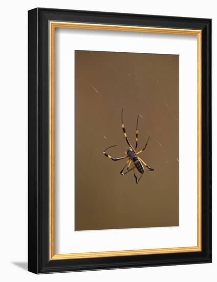 Banded-Legged Golden Orb Spider (Nephila Senegalensis), Kruger National Park, South Africa, Africa-James Hager-Framed Photographic Print