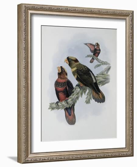 Banded Lory-John Gould-Framed Giclee Print