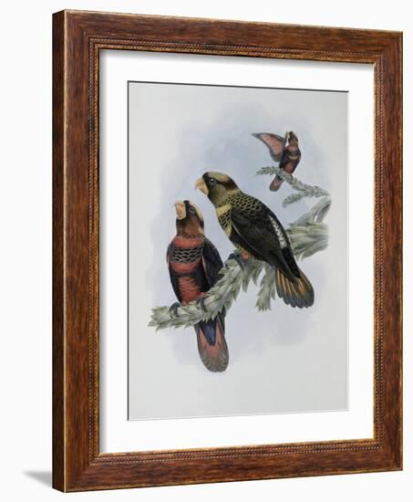 Banded Lory-John Gould-Framed Giclee Print