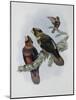 Banded Lory-John Gould-Mounted Giclee Print