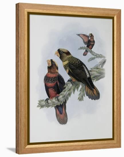 Banded Lory-John Gould-Framed Premier Image Canvas