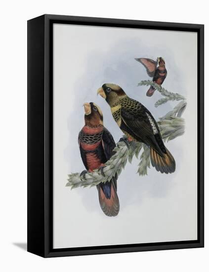 Banded Lory-John Gould-Framed Premier Image Canvas