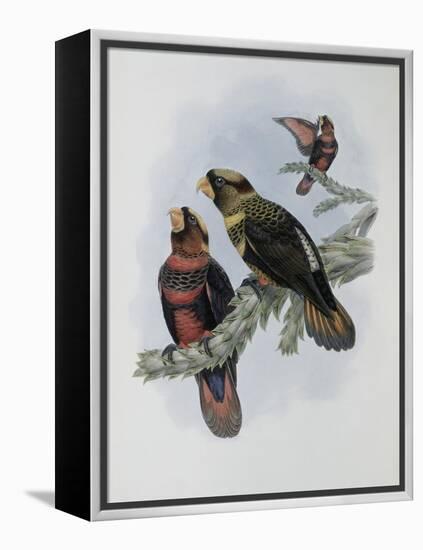 Banded Lory-John Gould-Framed Premier Image Canvas