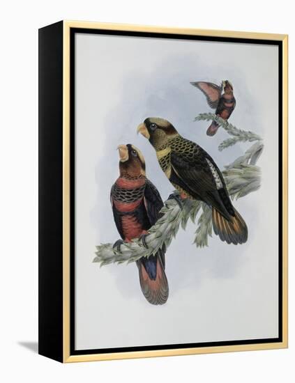 Banded Lory-John Gould-Framed Premier Image Canvas