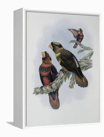 Banded Lory-John Gould-Framed Premier Image Canvas