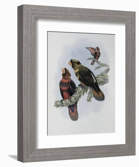 Banded Lory-John Gould-Framed Giclee Print