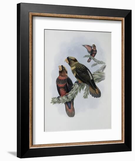 Banded Lory-John Gould-Framed Giclee Print