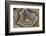 Banded Mexican Agate, Sammamish, WA-Darrell Gulin-Framed Photographic Print