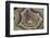 Banded Mexican Agate, Sammamish, WA-Darrell Gulin-Framed Photographic Print