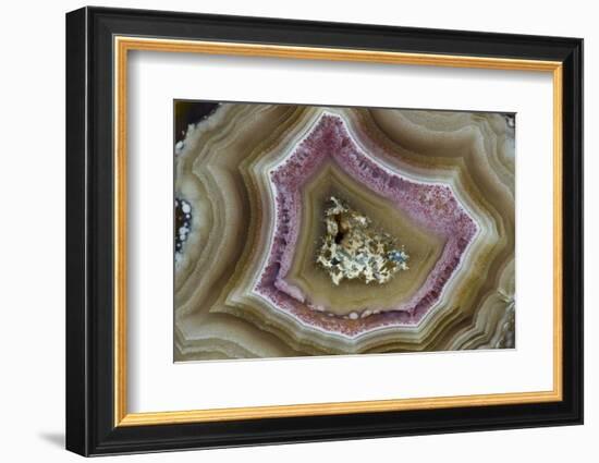 Banded Mexican Agate, Sammamish, WA-Darrell Gulin-Framed Photographic Print