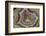 Banded Mexican Agate, Sammamish, WA-Darrell Gulin-Framed Photographic Print