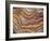 Banded Mexican Agate, Sammamish, WA-Darrell Gulin-Framed Photographic Print