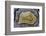 Banded Mexican Agate, Sammamish, WA-Darrell Gulin-Framed Photographic Print